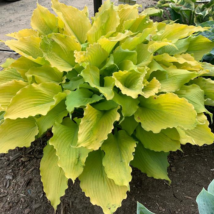 Shadowland® Echo the Sun - Hosta ''Echo the Sun'' PPAF, CPBRAF (Hosta, Plantain Lily) from Evans Nursery