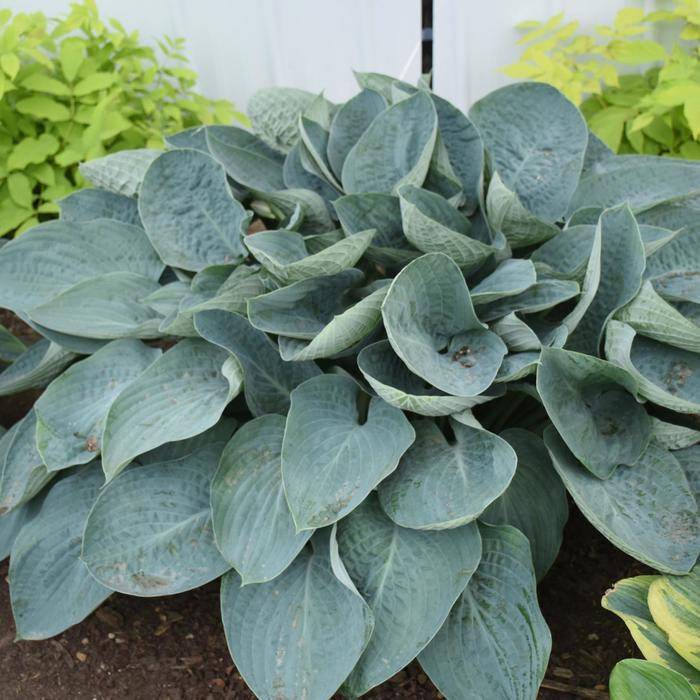 Shadowland&reg; 'Above the Clouds' - Hosta (Hosta, Plantain Lily) from Evans Nursery