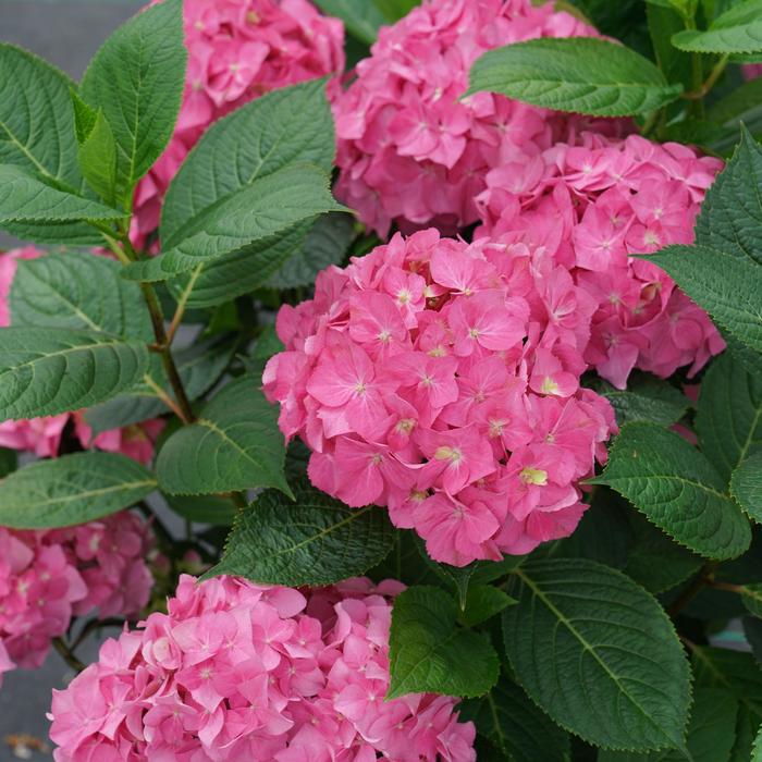 Let's Dance® ¡Arriba!® - Hydrangea 'SMNHSC' (Reblooming Hydrangea) from Evans Nursery