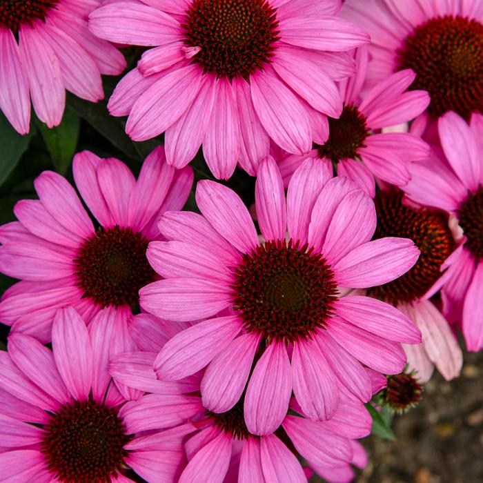 Color Coded® 'The Fuchsia is Bright' - Echinacea (Coneflower) from Evans Nursery
