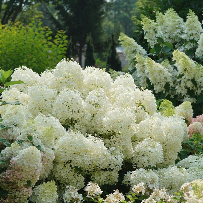 Puffer Fish® - Hydrangea paniculata from Evans Nursery