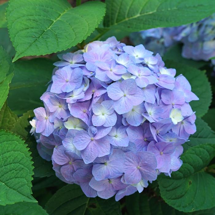 Let's Dance® 'Sky View®' - Hydrangea macrophylla (Reblooming Hydrangea) from Evans Nursery