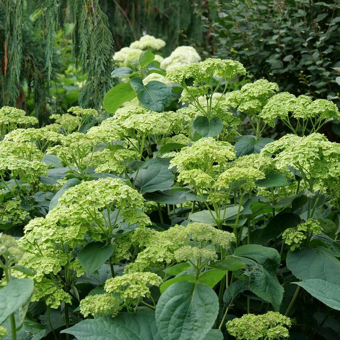 'Invincibelle Sublime™' Smooth Hydrangea - Hydrangea arborescens from Evans Nursery