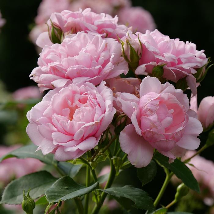 Reminiscent® Pink - Rosa (Rose) from Evans Nursery