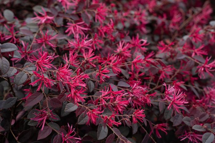 Cerise Charm Chinense Fringe Flower - Loropetalum chinense 'Kurobijin' PP23176 (Chinense Fringe Flower) from Evans Nursery