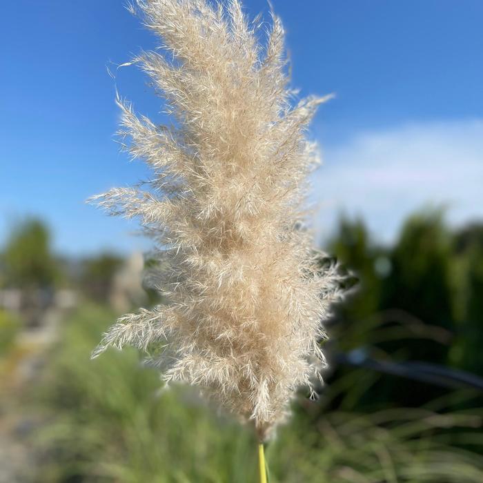 Cortaderia selloana (Pampas Grass) Pink Pampas Grass Evans Nursery