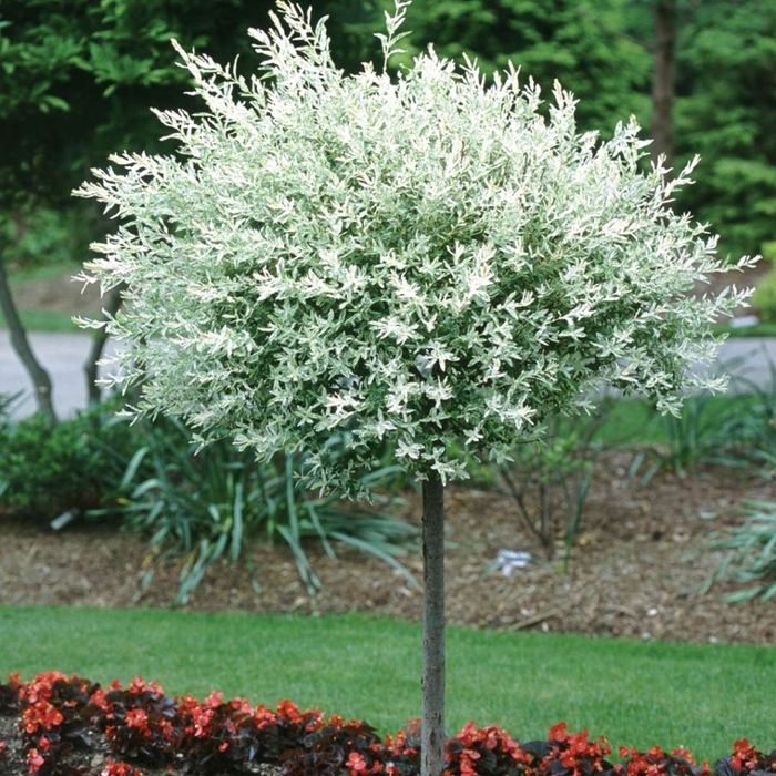 Hakuro-Nishiki Dappled Willow on Standard - Salix integra 'Hakuro-Nishiki' (Dappled Willow) from Evans Nursery