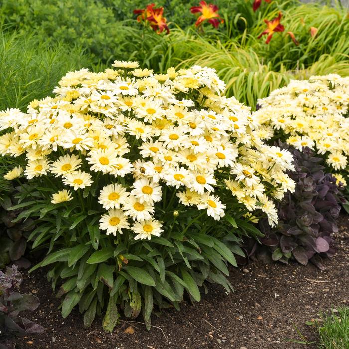 Amazing Daisies® 'Banana Cream II' - Leucanthemum x superbum (Shasta Daisy) from Evans Nursery