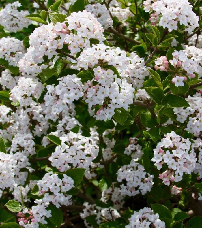 'Sugar n' Spice&trade;' Koreanspice Viburnum - Viburnum carlesii from Evans Nursery