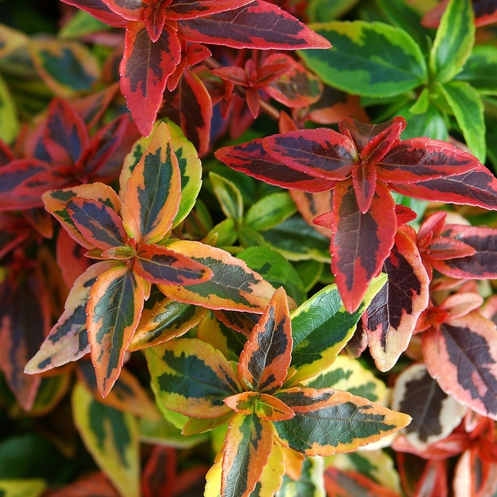 Kaleidoscope Abelia - Abelia x grandiflora 'Kaleidoscope' from Evans Nursery