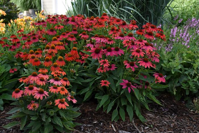 Summersong™ 'Firefinch™' - Echinacea (Coneflower) from Evans Nursery