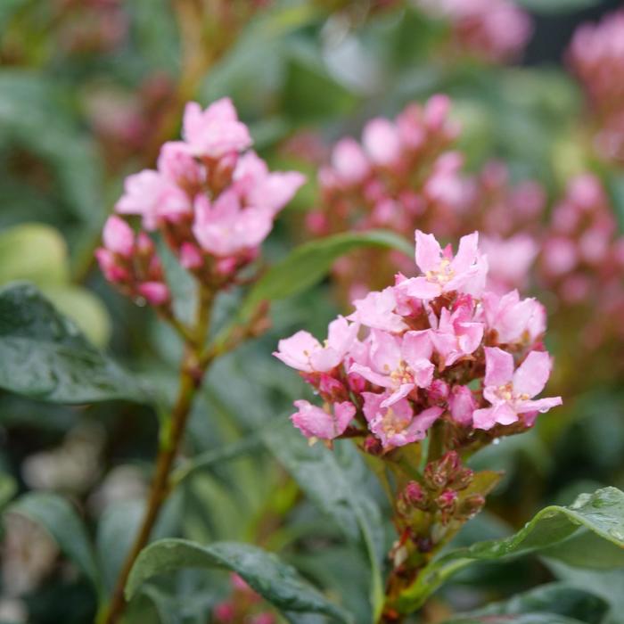 'La Vida Grande&reg;' Indian Hawthorne - Rhaphiolepis indica from Evans Nursery