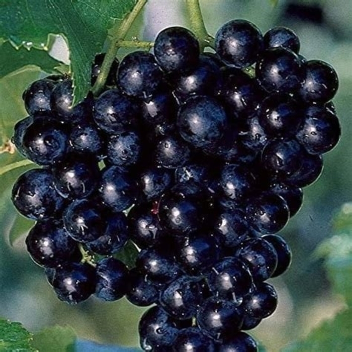'Concord' Grape - Vitis labrusca from Evans Nursery