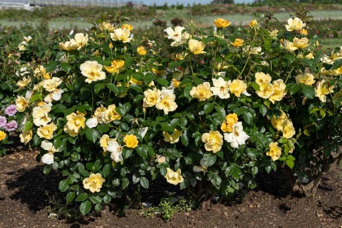  Knock Out&reg; Easy Bee-zy&trade; Rose - Rosa x from Evans Nursery