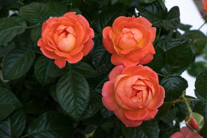 Knock Out&reg; Orange Glow&trade; Rose - Rosa x from Evans Nursery