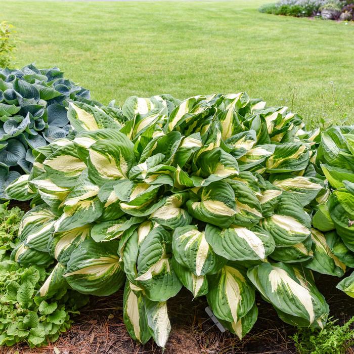 'Vulcan' Plantain Lily, Hosta - Hosta from Evans Nursery
