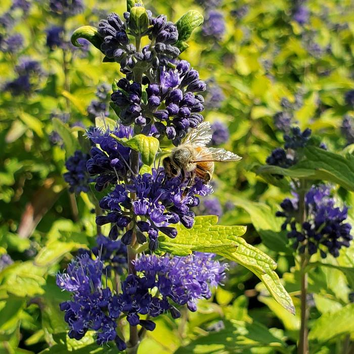 Bluebeard - Caryopteris x clandonensis from Evans Nursery
