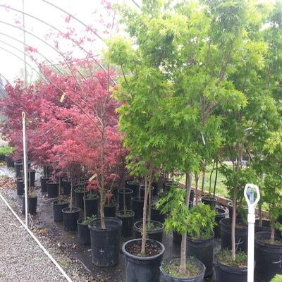 Japanese Maples