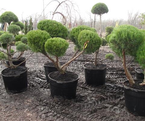 Sea Green Juniper Topiary