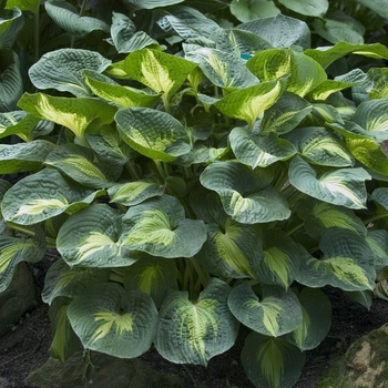 Hosta hybrid - 'Dream Weaver'