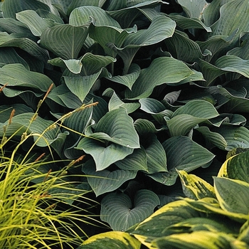 Hosta 'Krossa Regal' - Plantain Lily