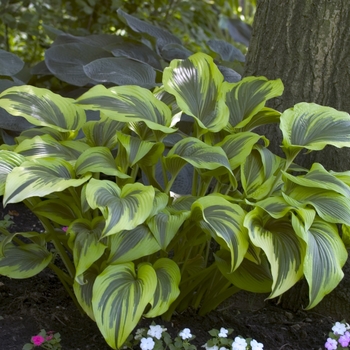 Hosta 'montana' Aureo-marginata - Montana Hosta