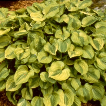 Hosta 'Grand Tiara' - Plantain Lily