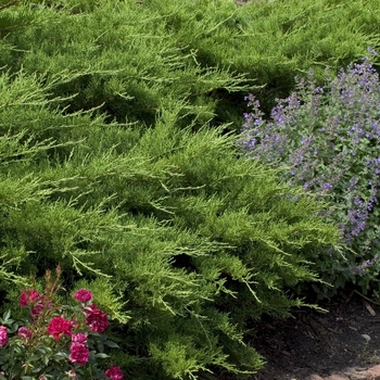 Juniperus chinensis - Nicks Pfitzer Compacta Juniper