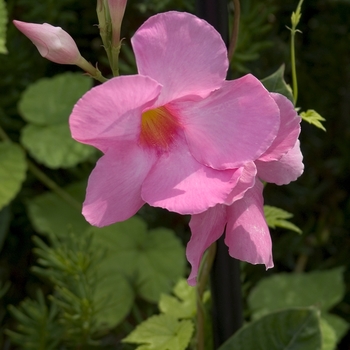 Mandevilla sanderi 'Alice DuPont' - Mandevilla