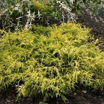 Chamaecyparis pisifera 'King's Gold Cypress'' - King's Gold Cypress
