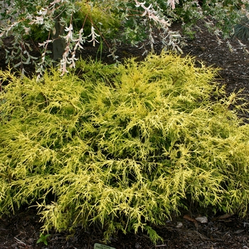 Chamaecyparis pisifera 'Lemon Thread' - Lemon Thread Cypress