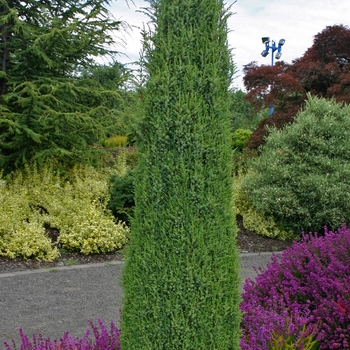 Juniperus communis 'Hibernica' - Irish Juniper