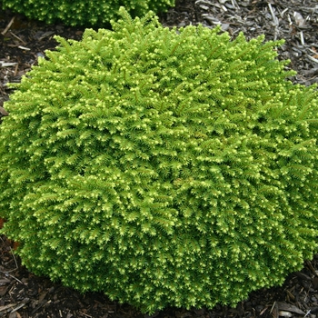 Picea abies - 'Little Gem' Tree Form