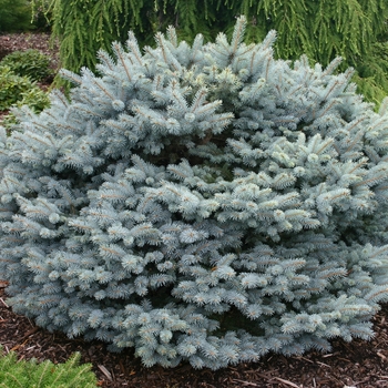 Picea pungens 'globosa Nana' - Globosa Blue Spruce