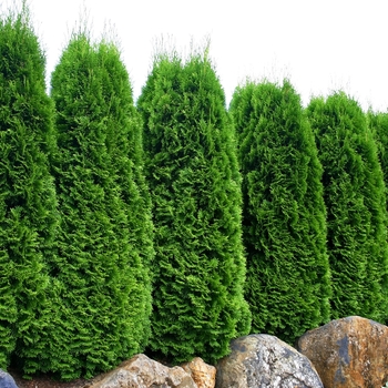 Thuja occidentalis - 'Emerald'