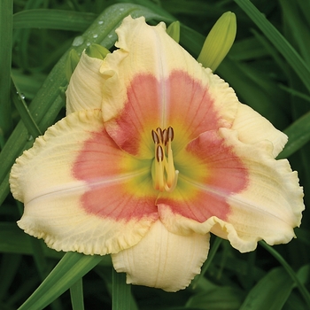 Hemerocallis 'When My Sweeetheart Returns' - Daylily