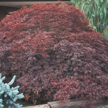 Acer palmatum 'Tamukeyama' - Weeping 'Tamukeyama' Maple