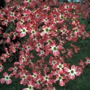 Cornus florida 'Cherokee Chief' - Cherokee Chief Flowering Dogwood
