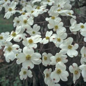 Cornus florida 'Cloud 9' - Dogwood