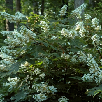 Hydrangea quercifolia 'Semmes Beauty' - Oakleaf Hydrangea