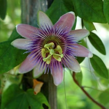Passiflora x belottii - Passion Vine