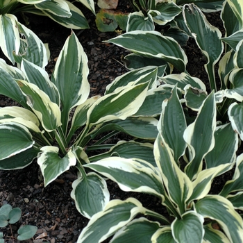 Hosta ''Patriot'' (Hosta, Plantain Lily) - Patriot Hosta, Plantain Lily