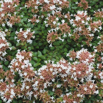 Abelia x chinensis - 'Rose Creek' Glossy Abelia