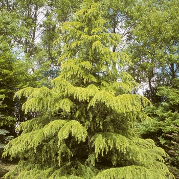 Cedrus deodara 'Aurea' - Golden Deodar Cedar
