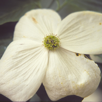 Cornus x 'Venus' - Venus Dogwood