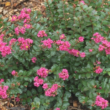 Lagerstroemia indica 'Pocomoke' - Pocomoke Crape Myrtle