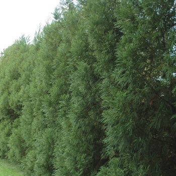 Crytptomeria japonica 'Yoshino' - Yoshino Japanese Cryptomeria