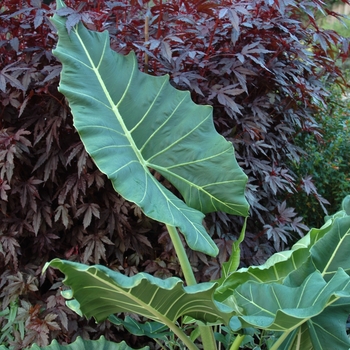 Alocasia hybrid 'Sarian' - Elephant Ears