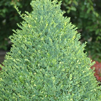 Buxus - 'Green Mountain' Boxwood