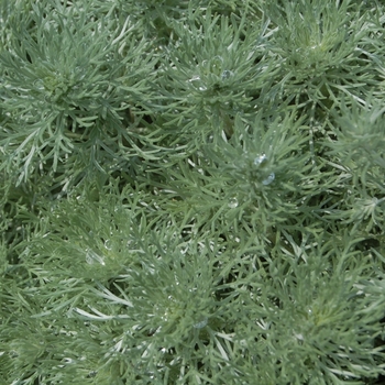 Artemisia schmidtiana - Nana